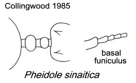 {Pheidole sinaitica}
