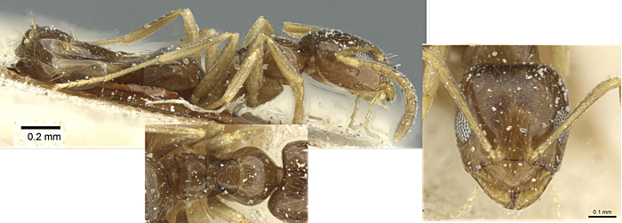{Plagiolepis ancyrensis}