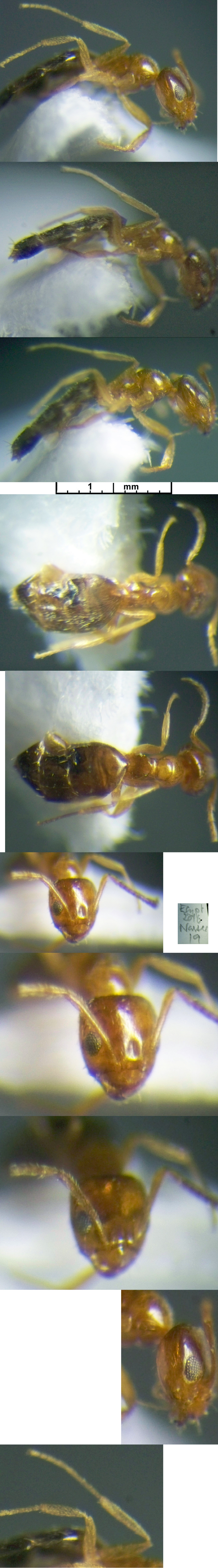 Plagiolepis ancyrensis