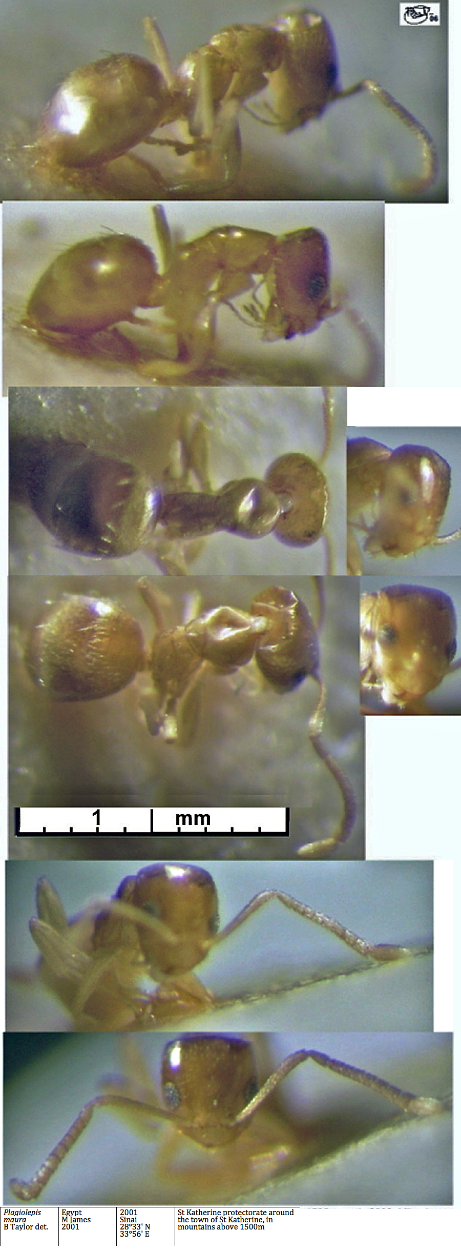 {Plagiolepis maura}