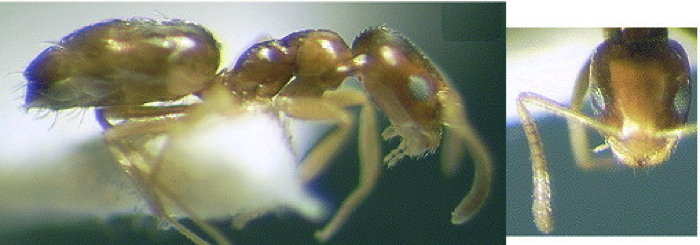 {Plagiolepis pallescens}
