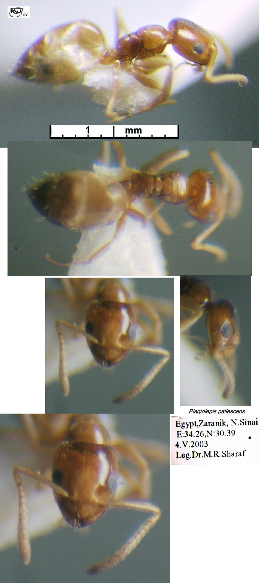 {Plagiolepis pallescens}