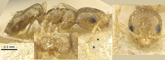 {Plagiolepis pallescens}