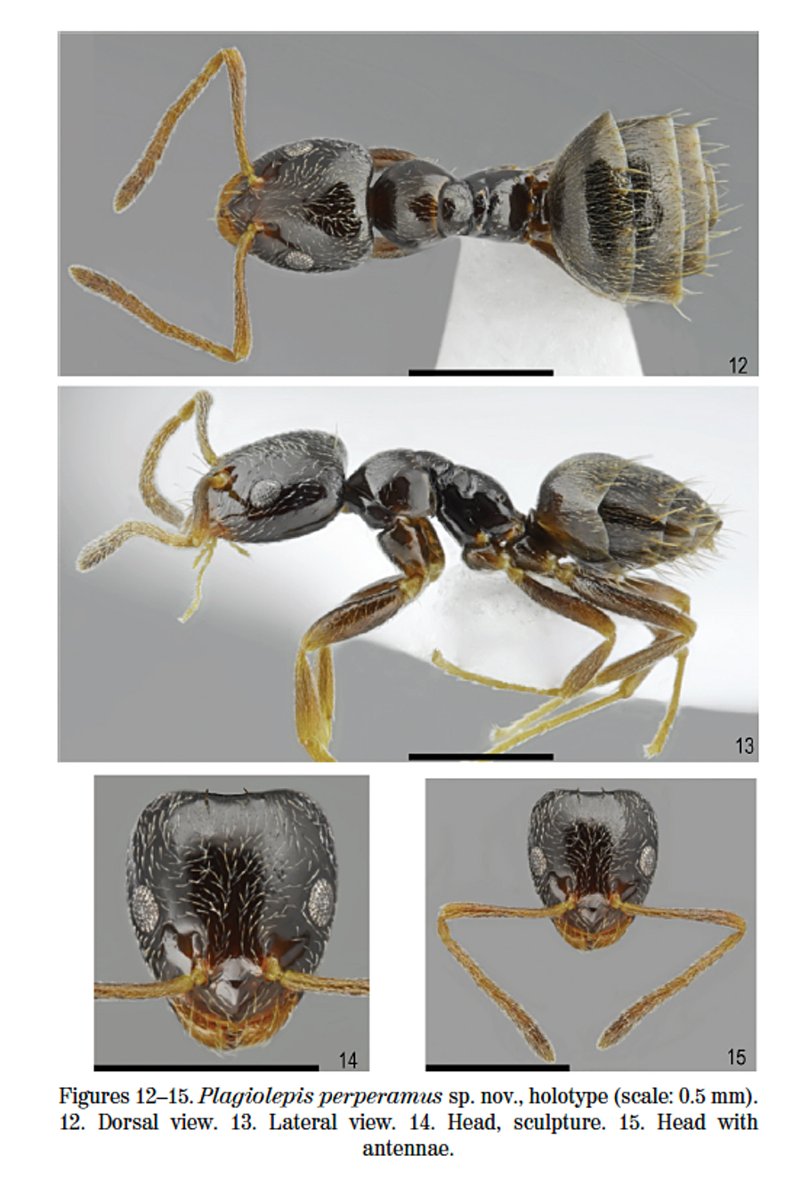 Plagiolepis peperamus