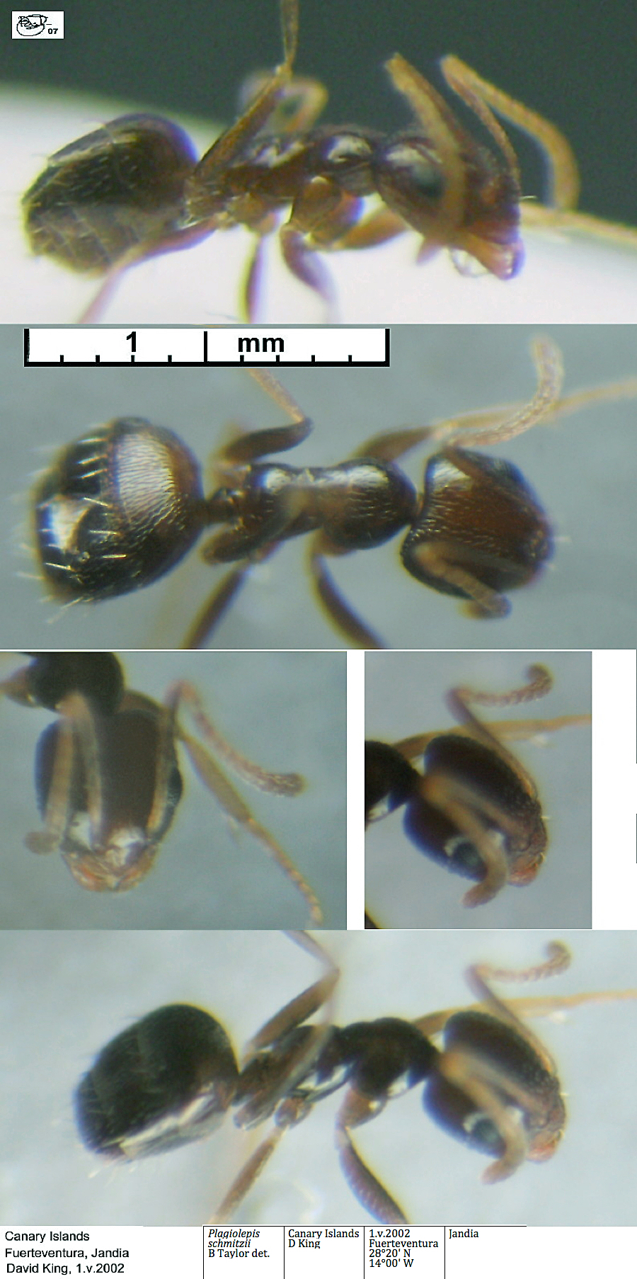 {Plagiolepis schmitzi}