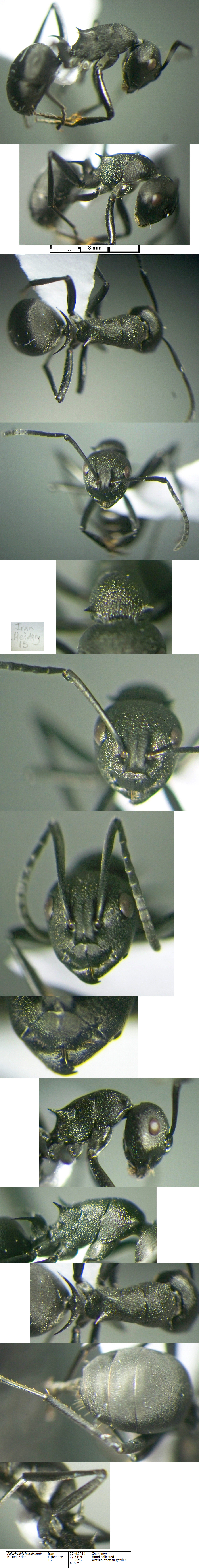 {Polyrhachis lacteipennis}