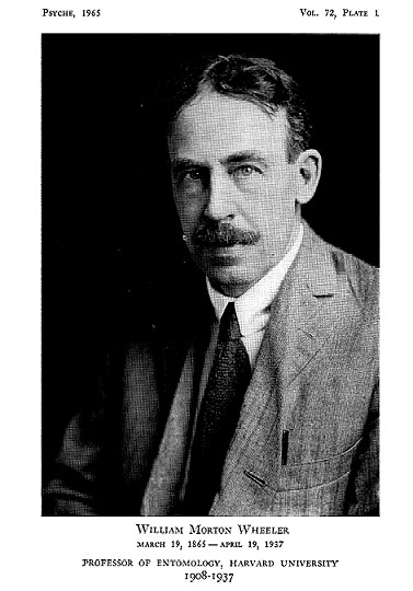 {W M Wheeler}