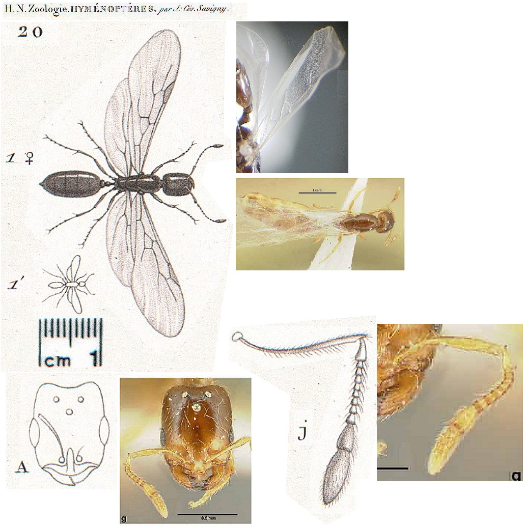 {Camponotus oasium}