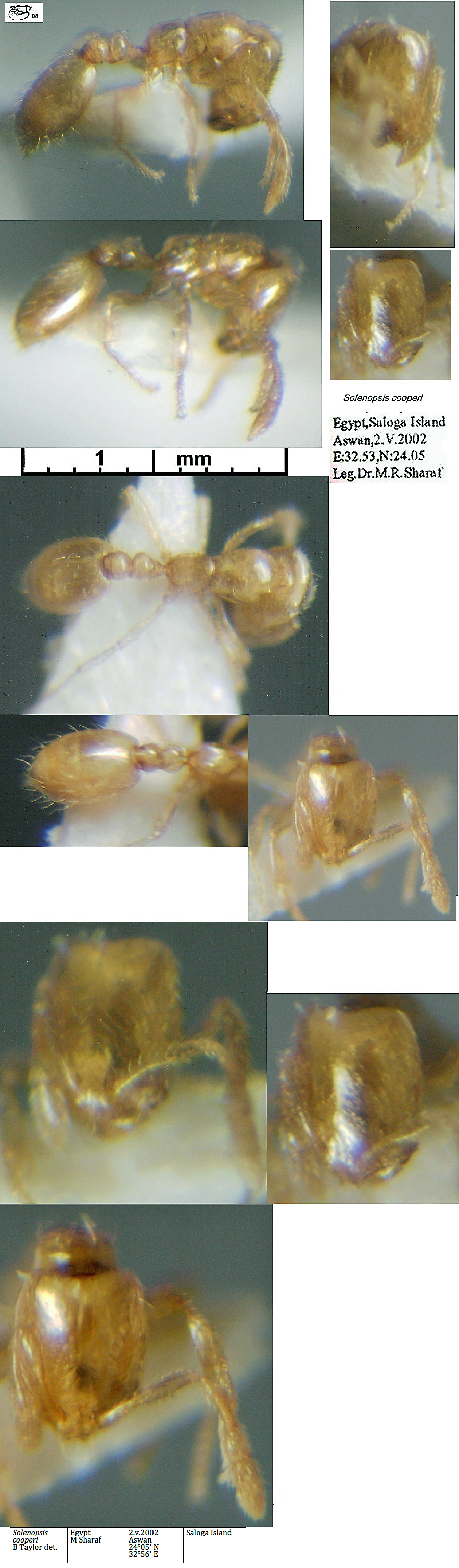 {Solenopsis cooperi larger worker}