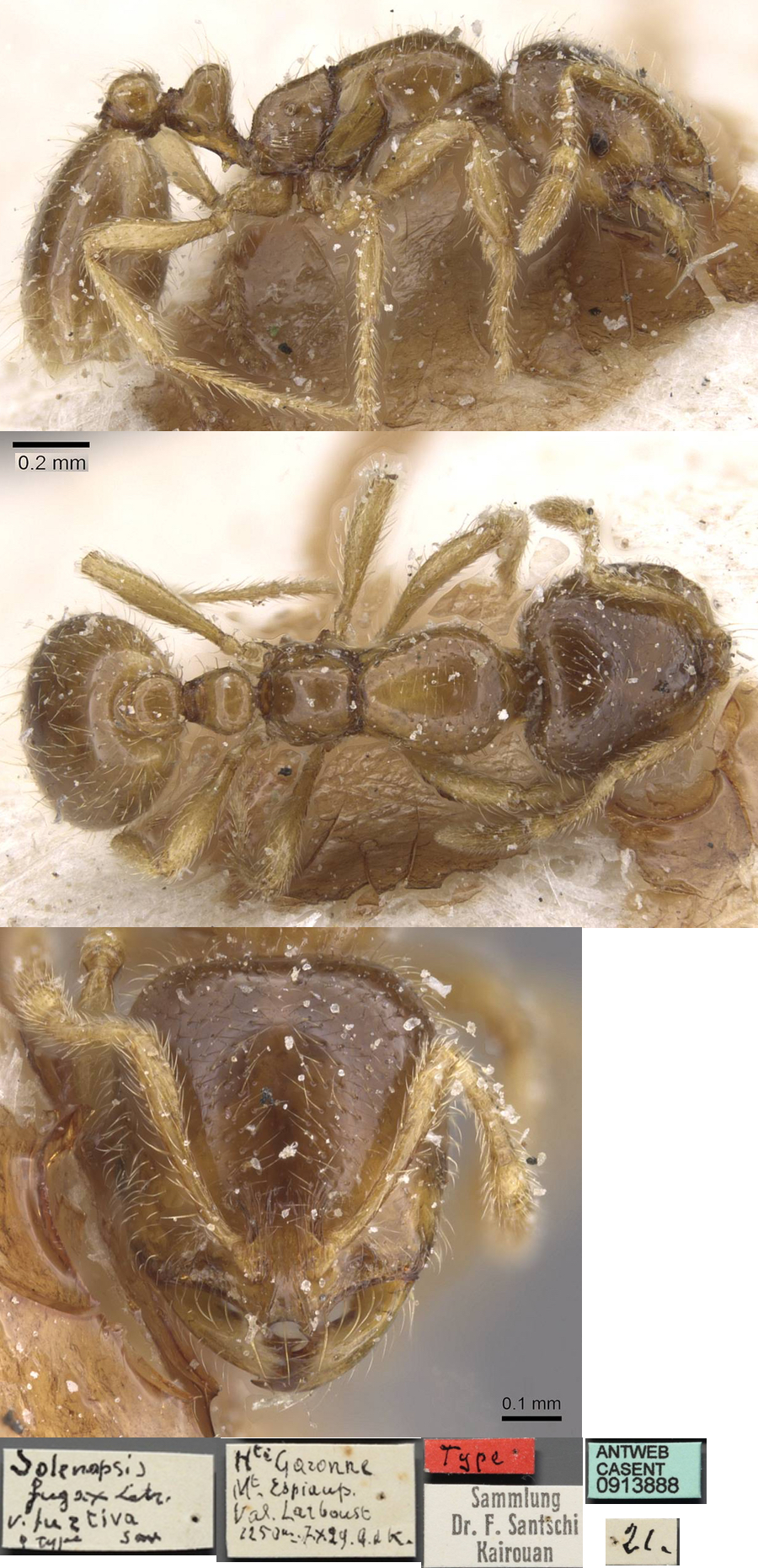 {Solenopsis fugax}