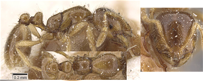 {Solenopsis figax}