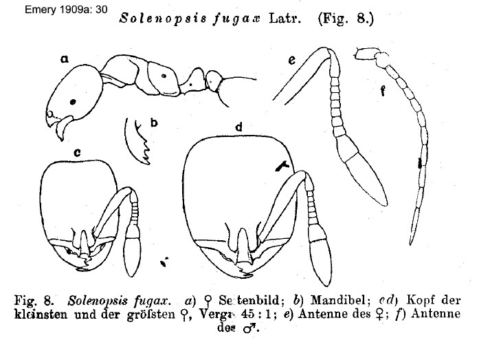 {Solenopsis fugax}