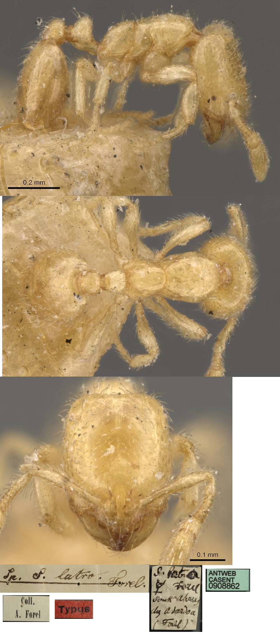{Solenopsis latro}