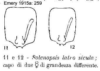 {Solenopsis latro sicula}