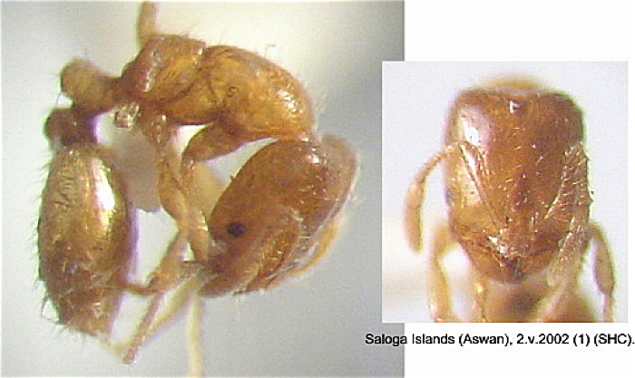 {Solenopsis lou}