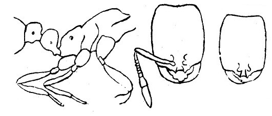 {short description of image}