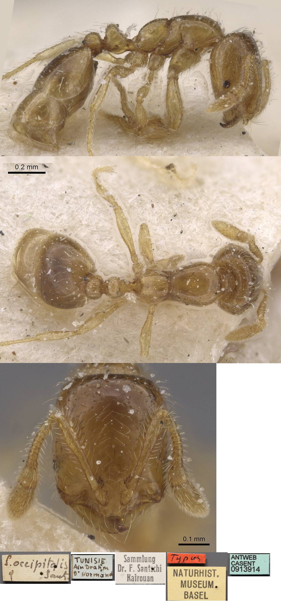 {Solenopsis occipitalis}
