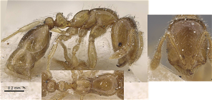 {Solenopsis occipitalis}