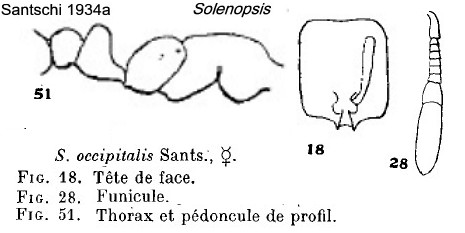 {Solenopsis occipitalis}