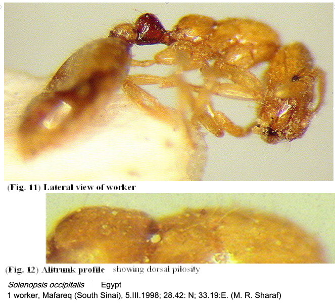 {Solenopsis occipitalis}