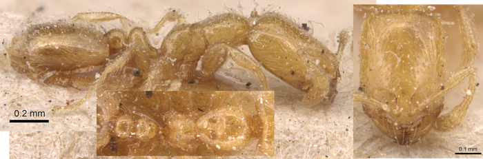 Solenopsis orbula