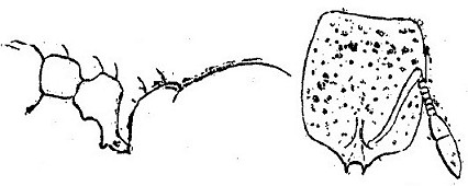 {Solenopsis scipio}