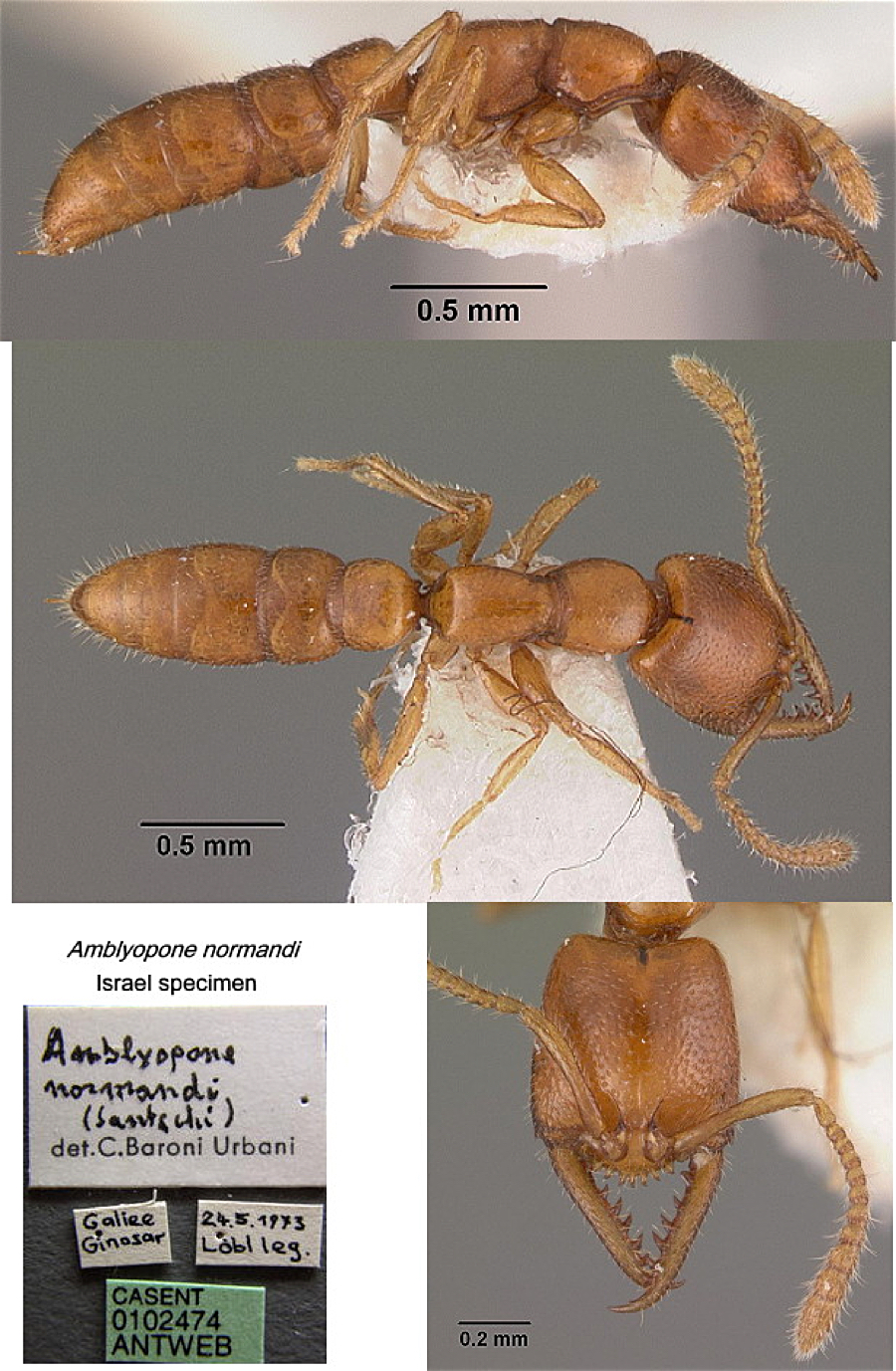 {stigmatomma normandi}