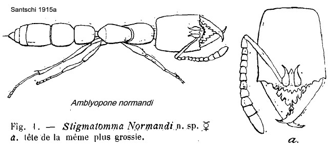 {Stigmatomma normandi}