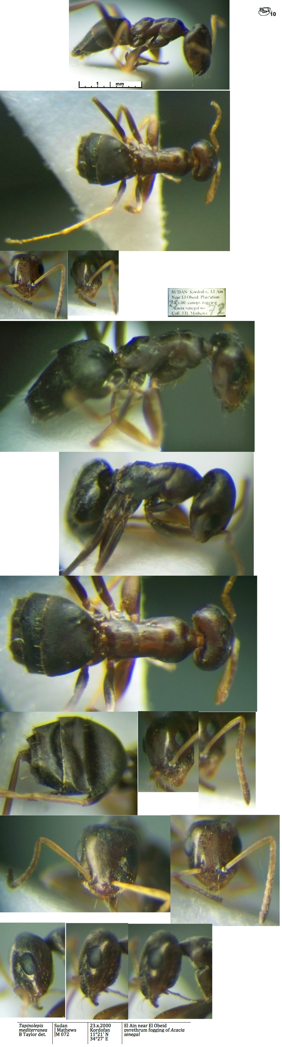 Tapinolepis mediterranea major