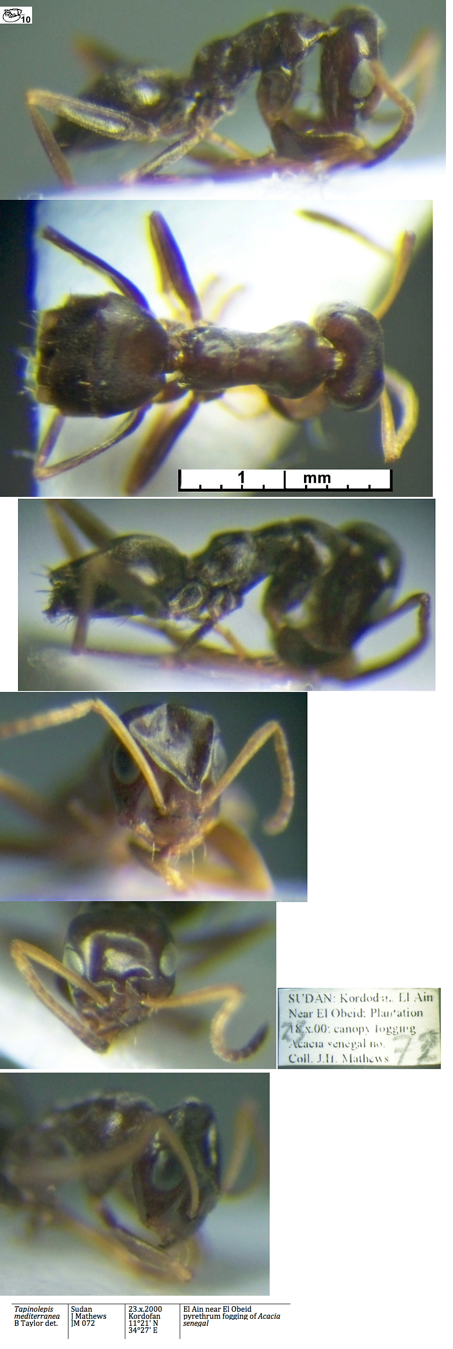Tapinolepis mediterranea minor