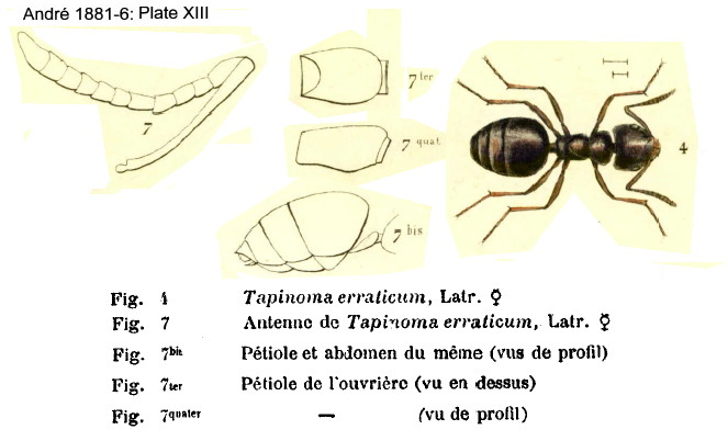 {Tapinoma erraticum}
