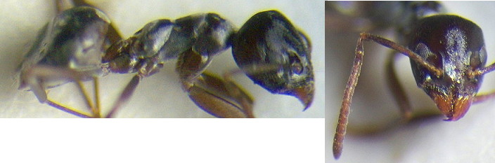 Tapinoma erraticum