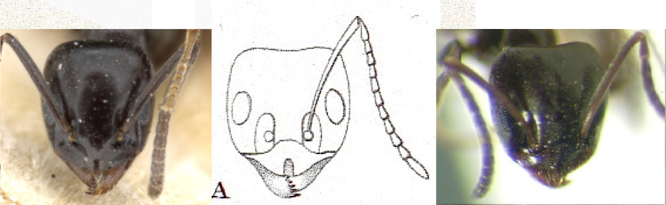 {Tapinoma simrothi}