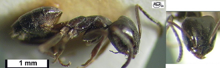 Tapinoma simrothi