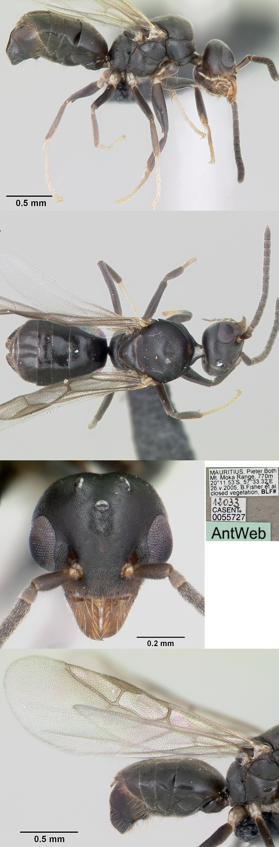 {Technomyrmex albipes male}