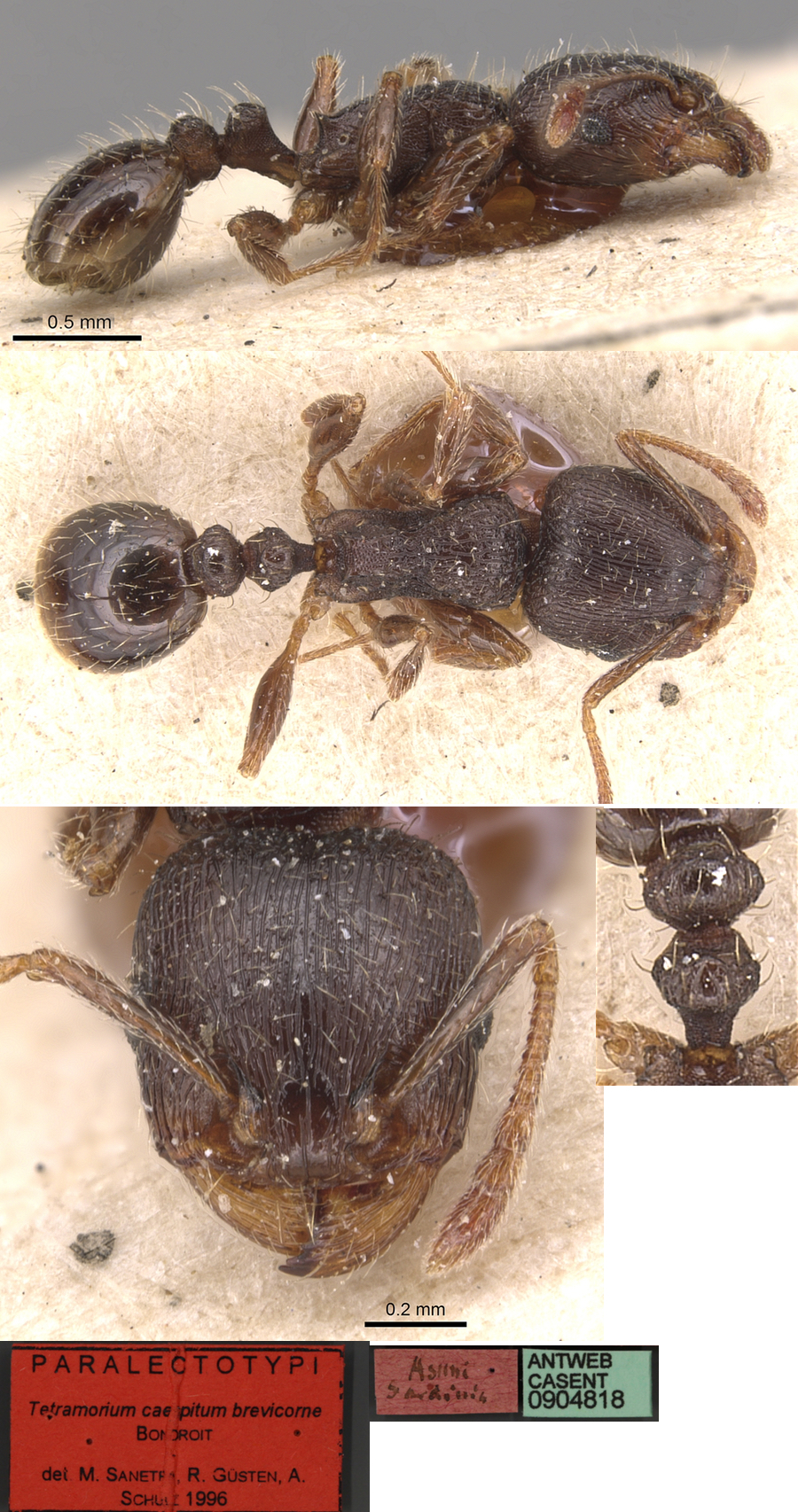 {Tetramorium brevicorne }