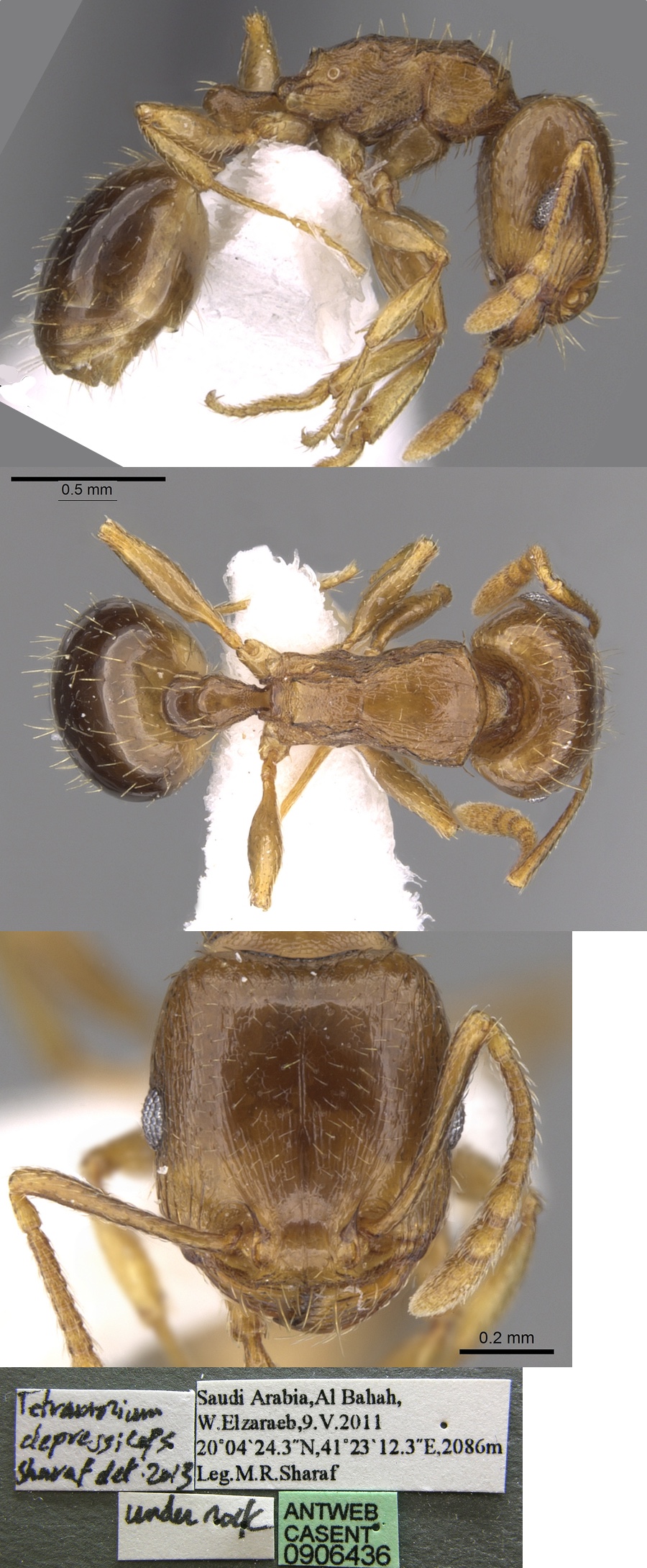 {Tetramorium depressiceps}