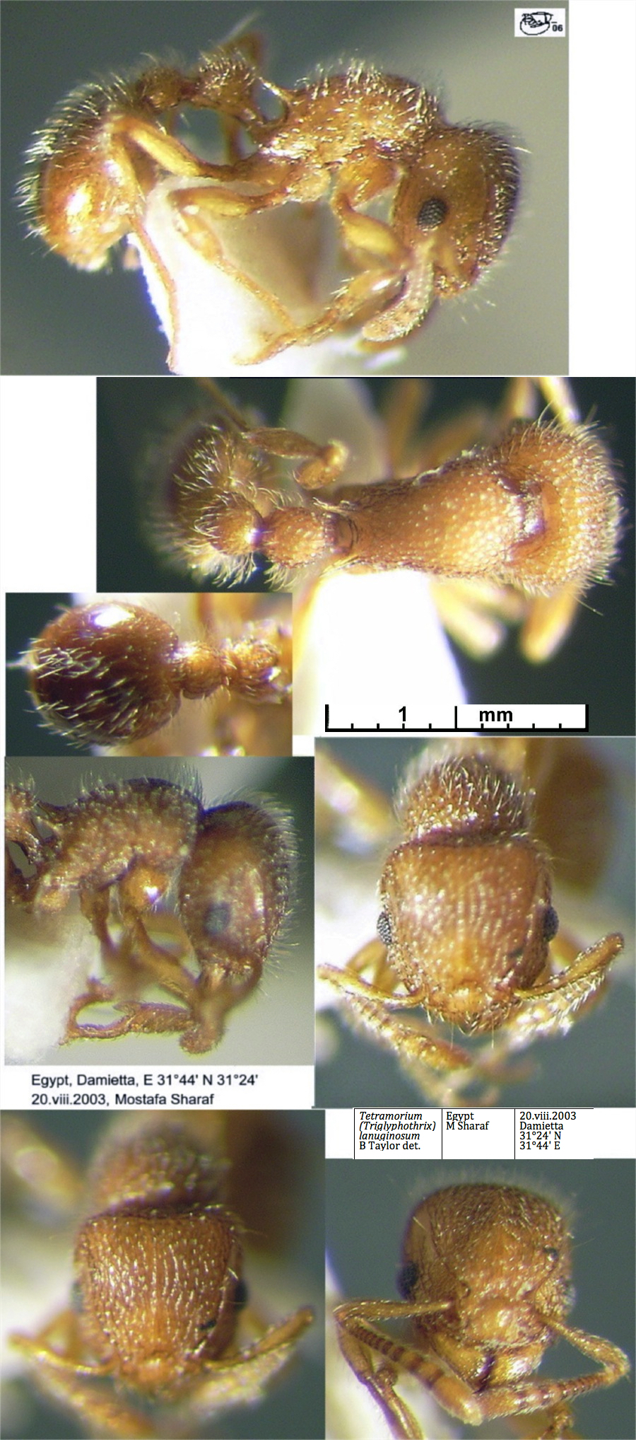 {Tetramorium lanuginosum}