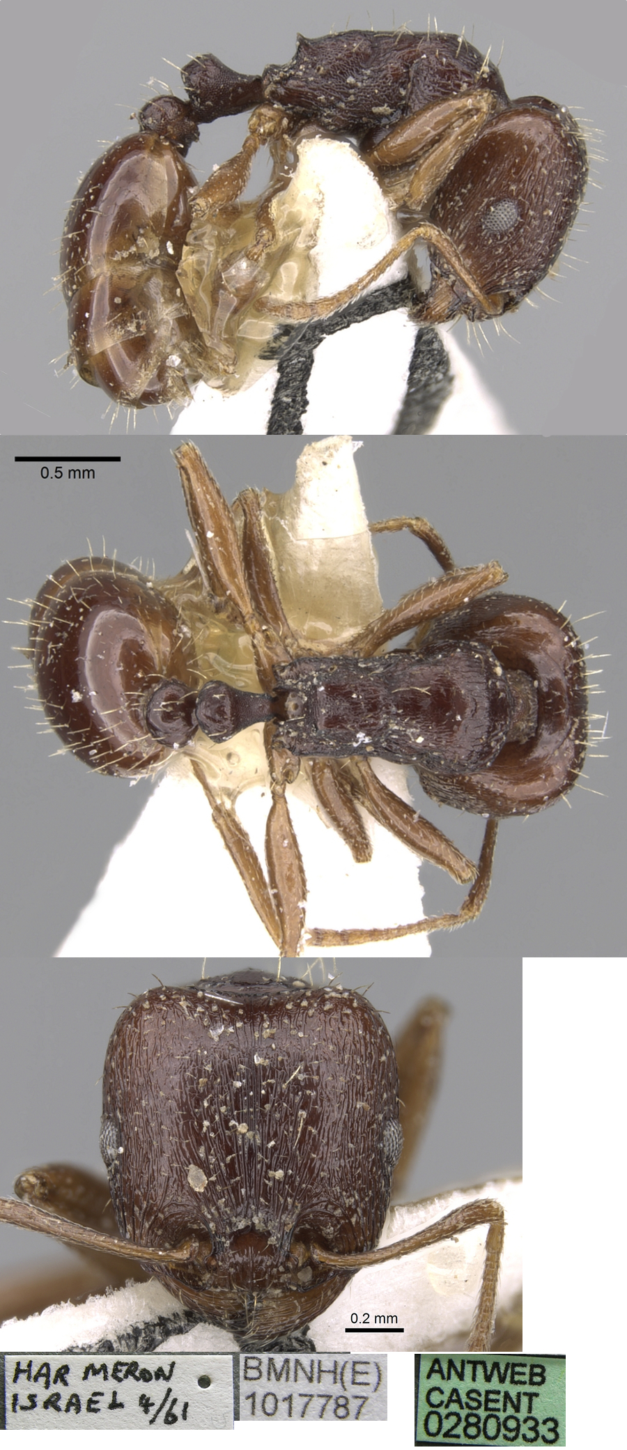 {Tetramorium sahlbergi}