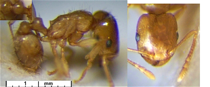 Tetramorium schmidti