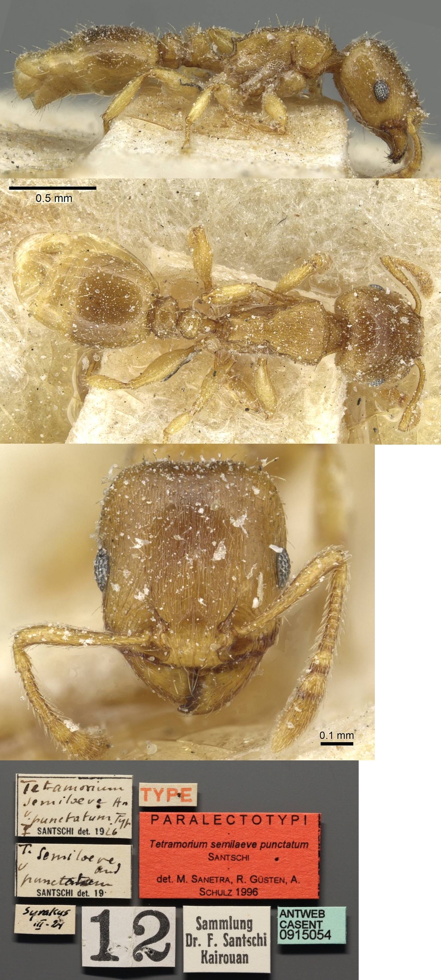 {Tetramorium punctatum}