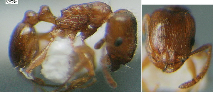 Tetramorium semilaeve