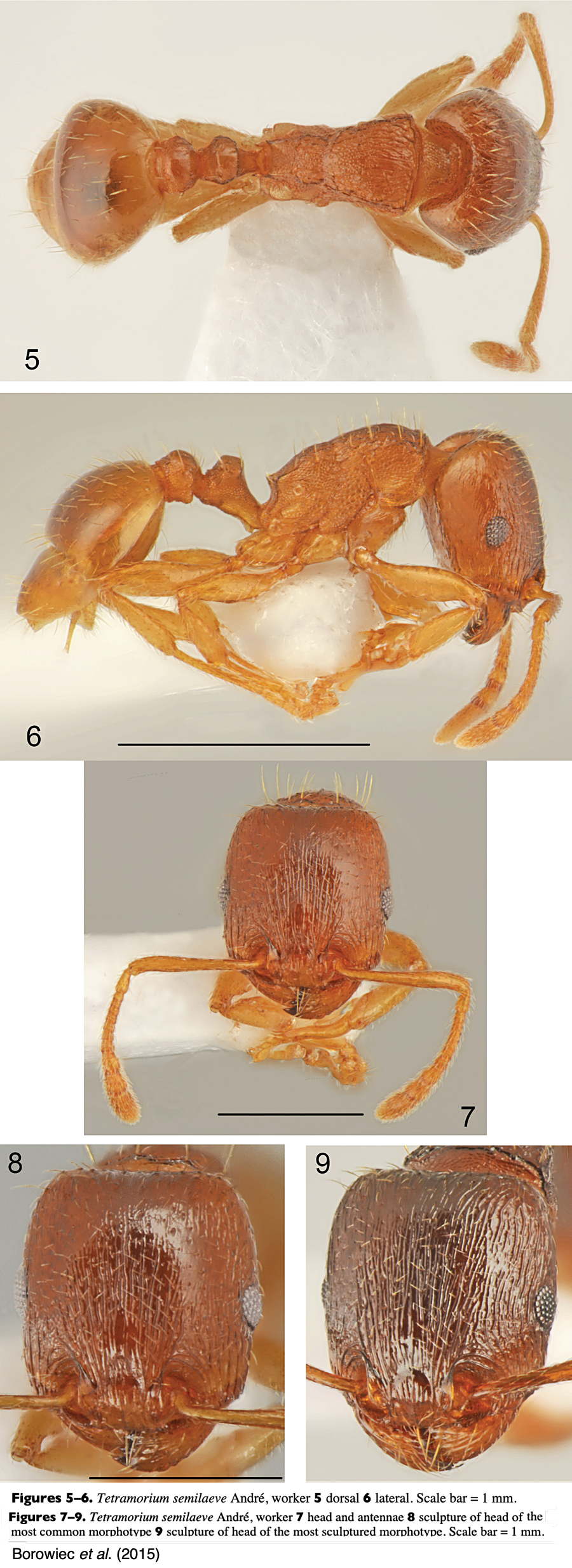 Tetramorium semilaeve