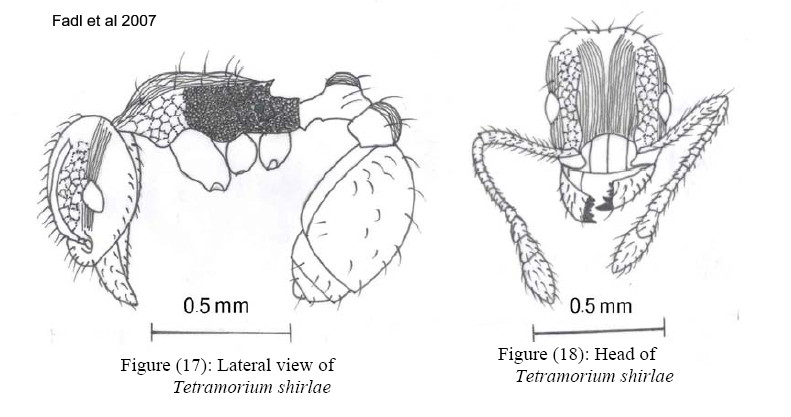 {Tetramorium shirlae}