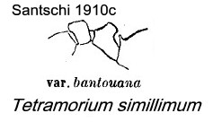 {Tetramorium simillimum bantouana}