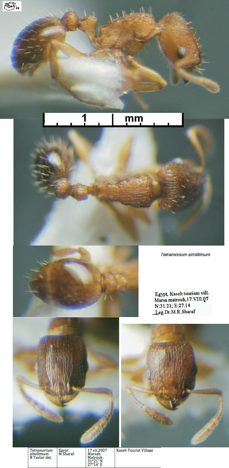 {Tetramorium simillimum}