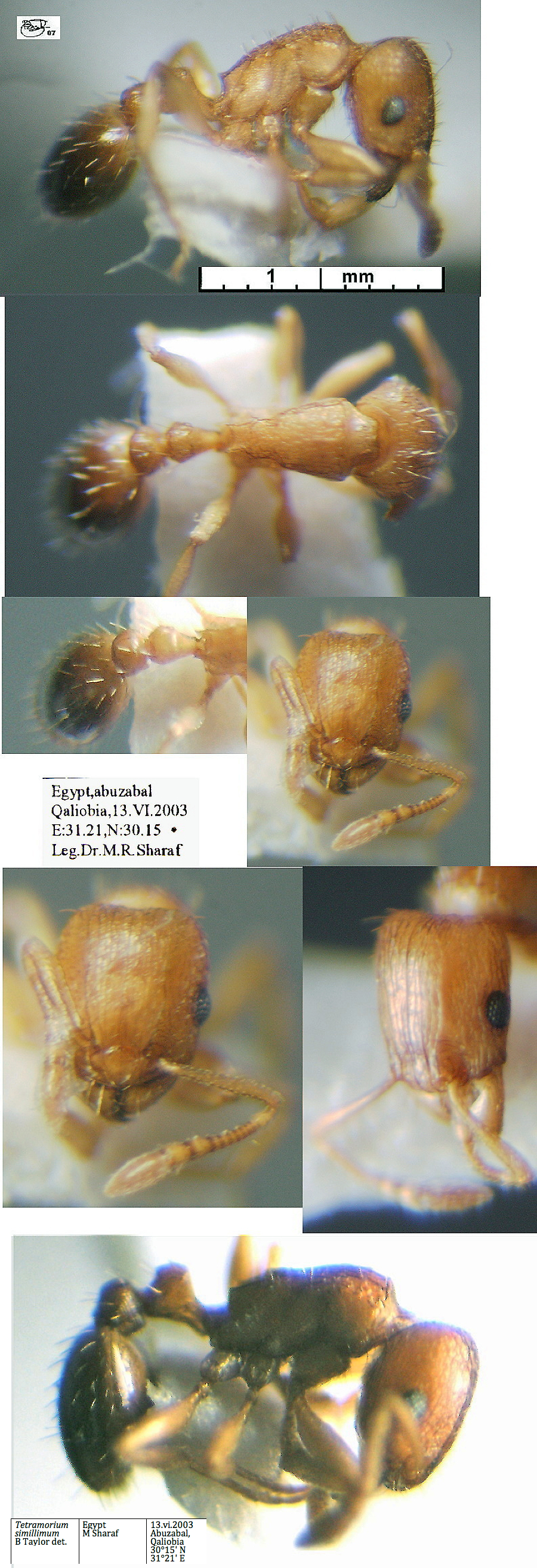 {Tetramorium simillimum}