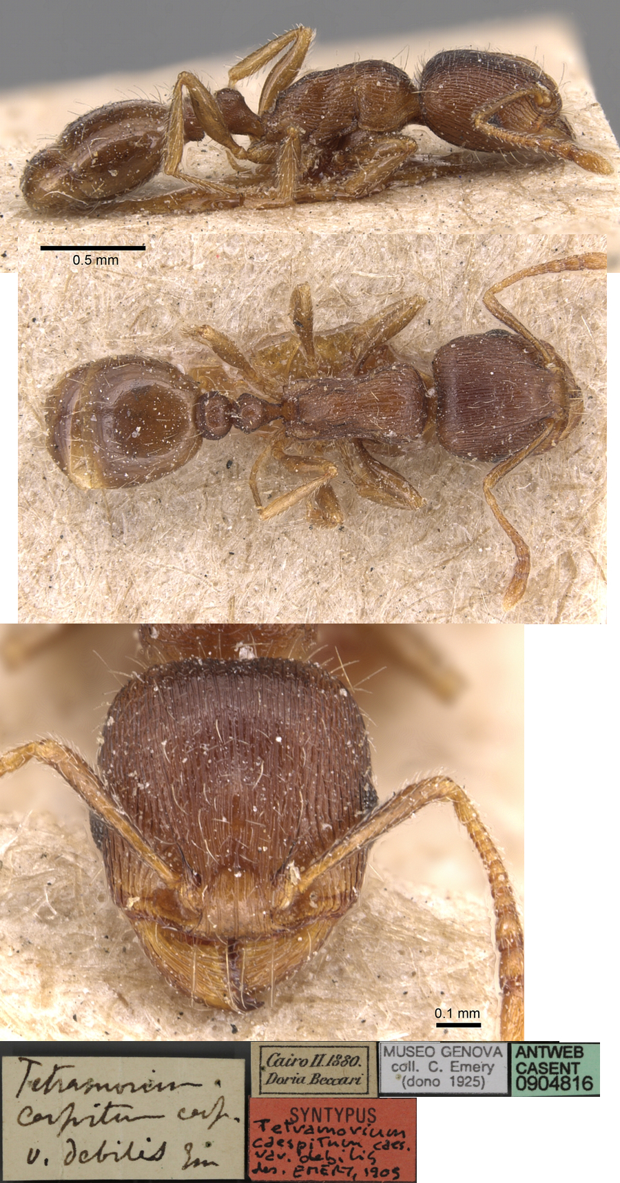 {Tetramorium taueret}