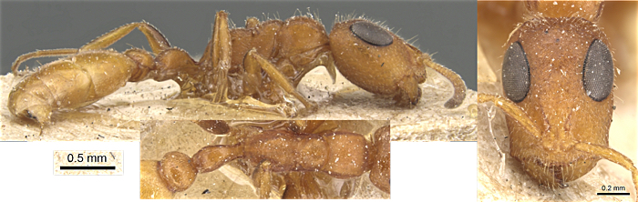 Tetraponera erythraea