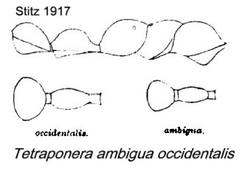 {Tetraponera ambigua}